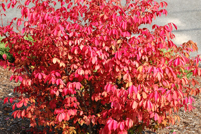 Shade Shrubs