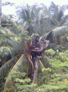 Ular Senduk Sebesar Pokok Kelapa Dirakam Di Johor