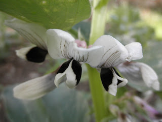 flor de haba