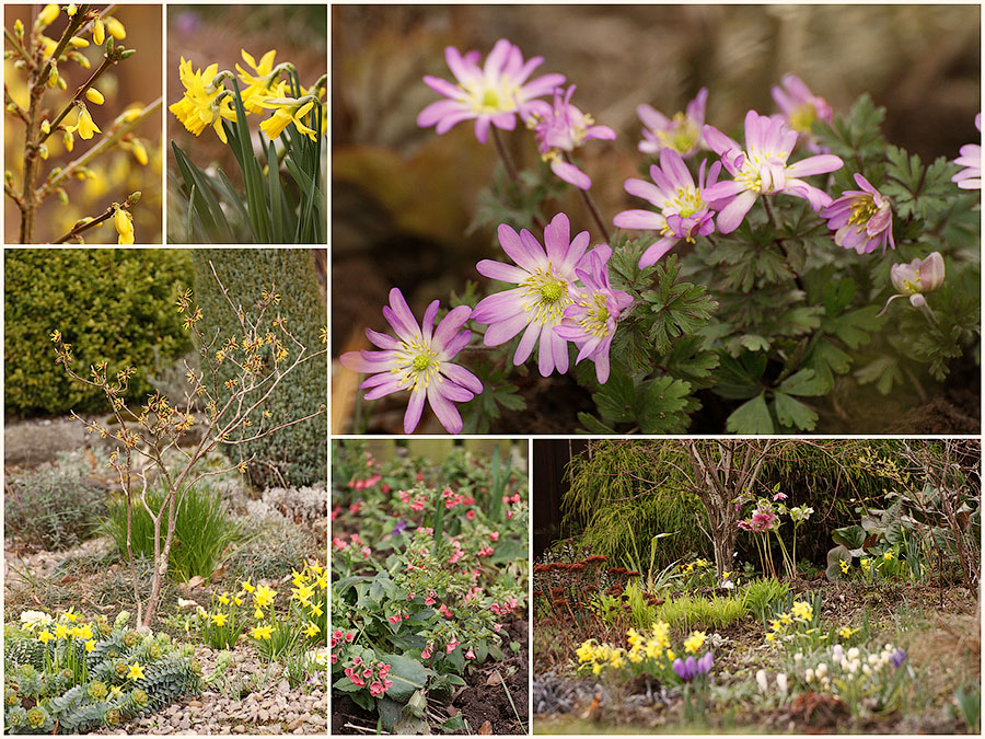Forsythia 'Weekend', Tête-à-tête daffodils, Pink Anemone blanda (top row) Witch hazel 'Orange Beauty', Pulmonaria rubra, Hellebore 'Tutu' and Crocus (bottom row) Forsythia 'Weekend', Tête-à-tête daffodils, Pink Anemone blanda (top row) Witch hazel 'Orange Beauty', Pulmonaria rubra, Hellebore 'Tutu' and Crocus (bottom row)
