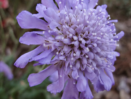 Stokesia aster