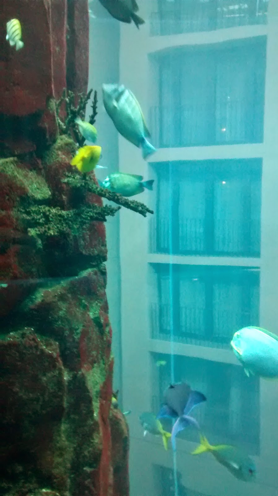 Mit Kind in Berlin Erfahrungen Sea Life Runzelfuesschen Mit Kind in Berlin Erfahrungen Sea Life Runzelfuesschen