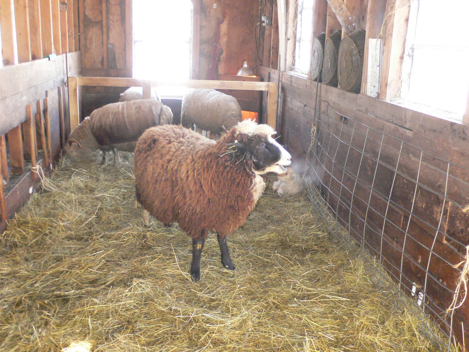Ewe & I Farm: More sheep and lamb pictures