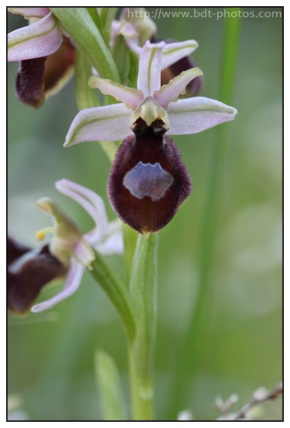 Ophrys arachnitiformis Ophrys-en-forme-d%2527araign%25C3%25A9e-%25285%2529