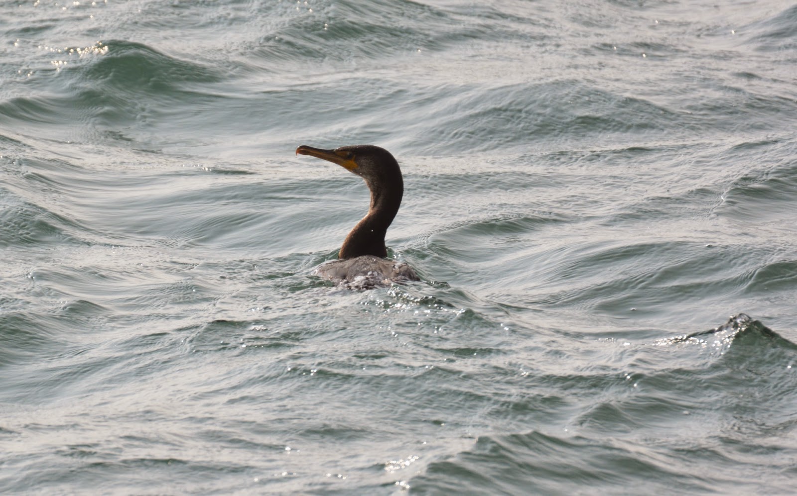 野鳥観察記 ときどき回想録 呉 クロサギ ウミウなど