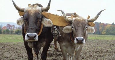 yoke yoked unequally unequal light two ox donkey yoking easy team burden oxen together take being unbelievers donkeys rest marriage