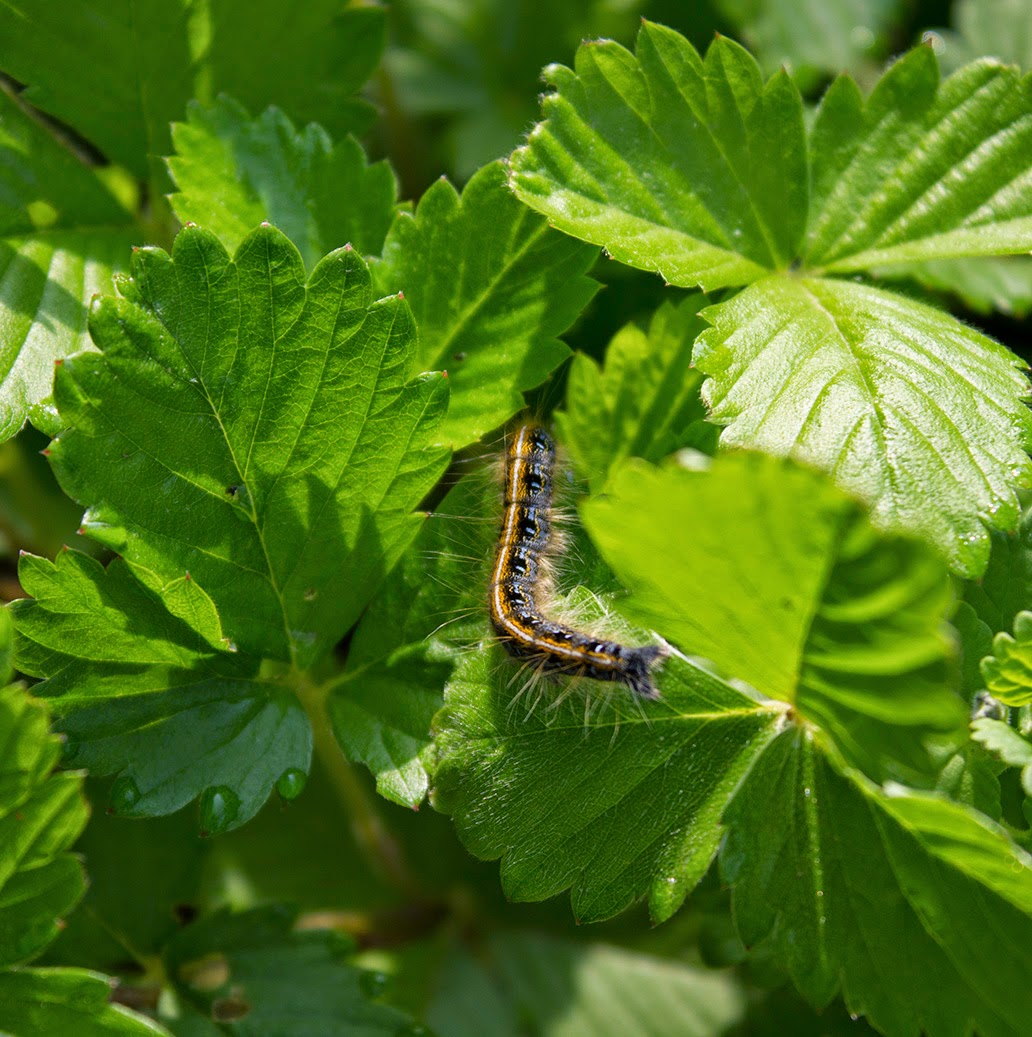 Rurification Tent Worms