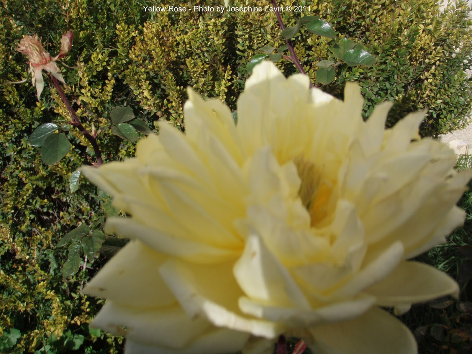 Wildflowers, Herbs & Trees of Jerusalem, Israel ROSES OF JERUSALEM