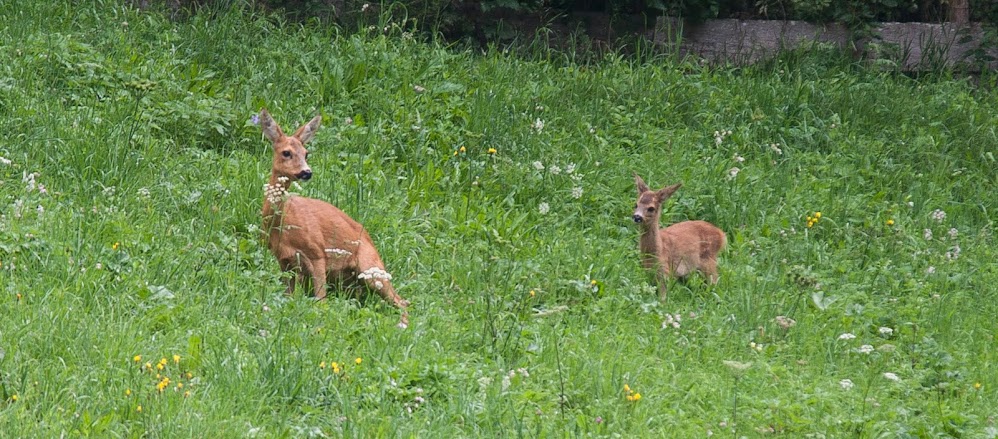 Natuur in Beeld