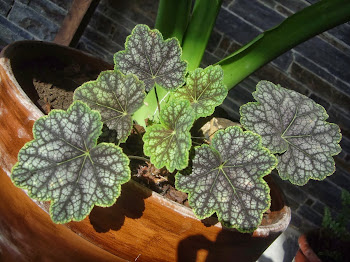 HEUCHERA BEAUTY COLOR.