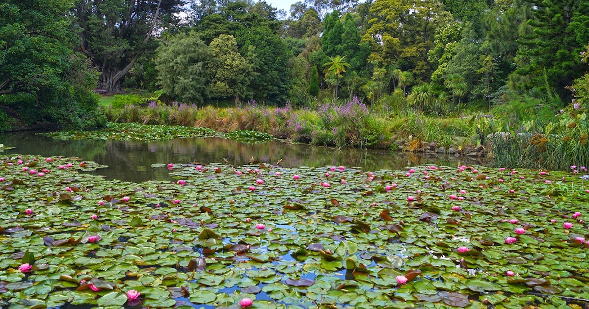 My Desktop Daily: DESKTOP 553 - LILY POND