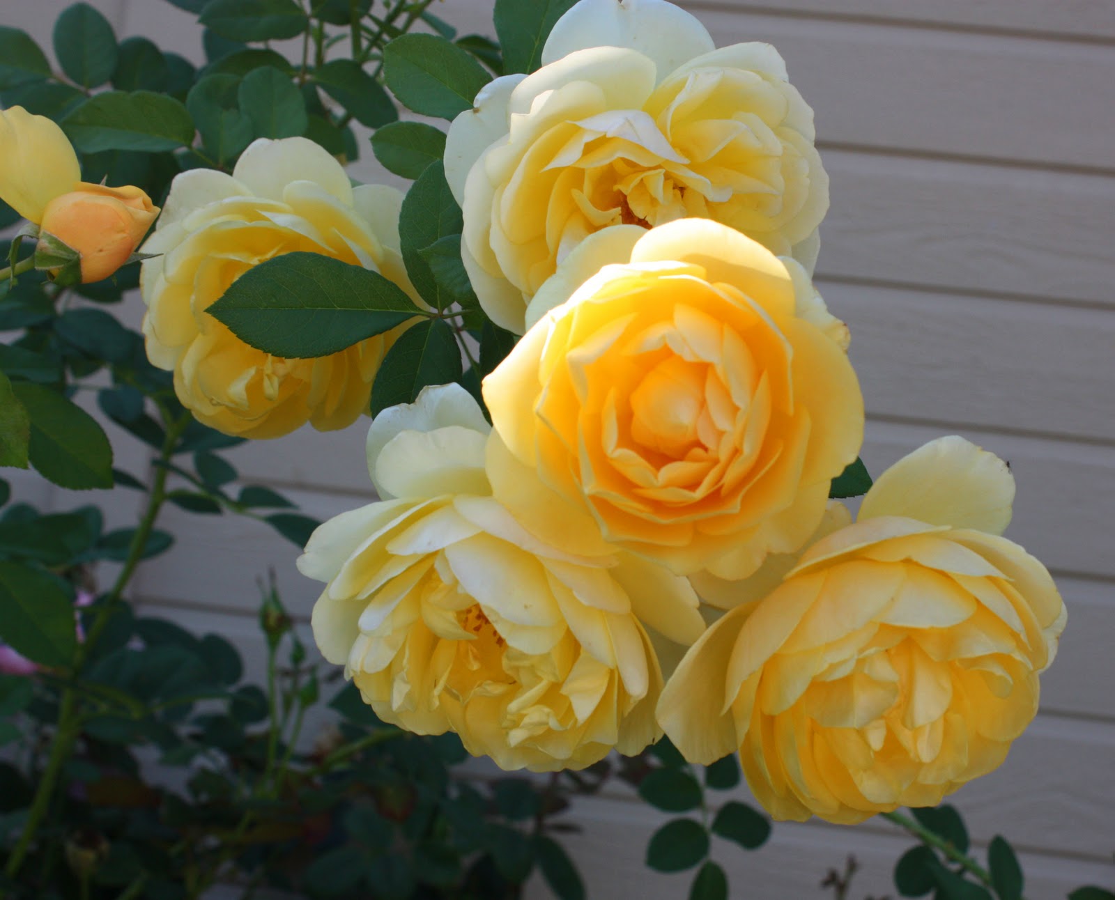 Boise Daily Photo Garden Shot: Autumn Roses are Brightest