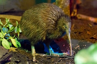 Kiwi Birds