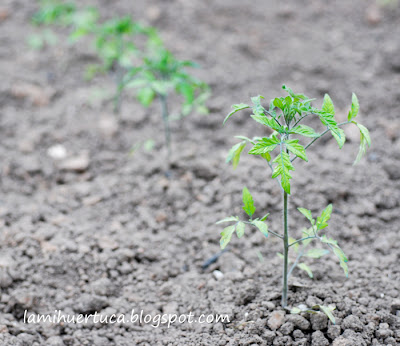 La mi Huertuca: El cultivo en exterior. Los tomates