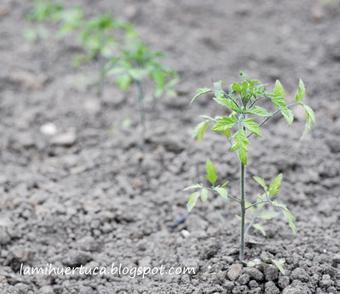 La mi Huertuca: El cultivo en exterior. Los tomates