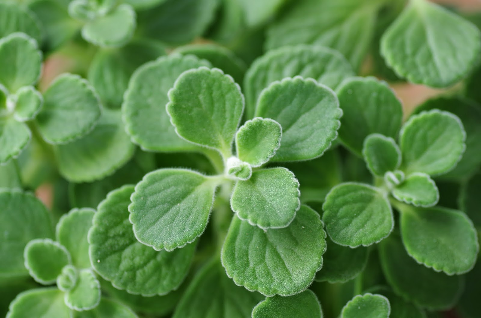 Trees and Plants Vicks Plant