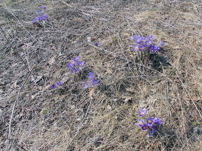 Первые весенние цветы