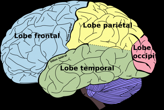Science Museum of Virginia: QUESTION YOUR WORLD - the ... diagram of the occipital lobe 