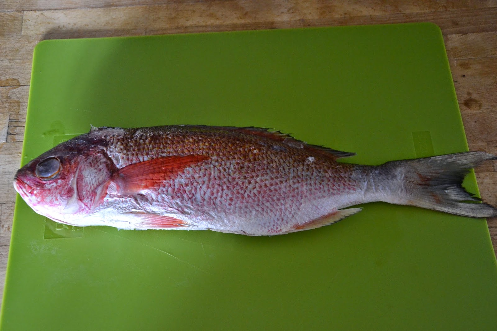 Oppdag Fisk! Red Snapper/Yelloweye Rockfish/Sebastes Ruberrimus (Saltvann)