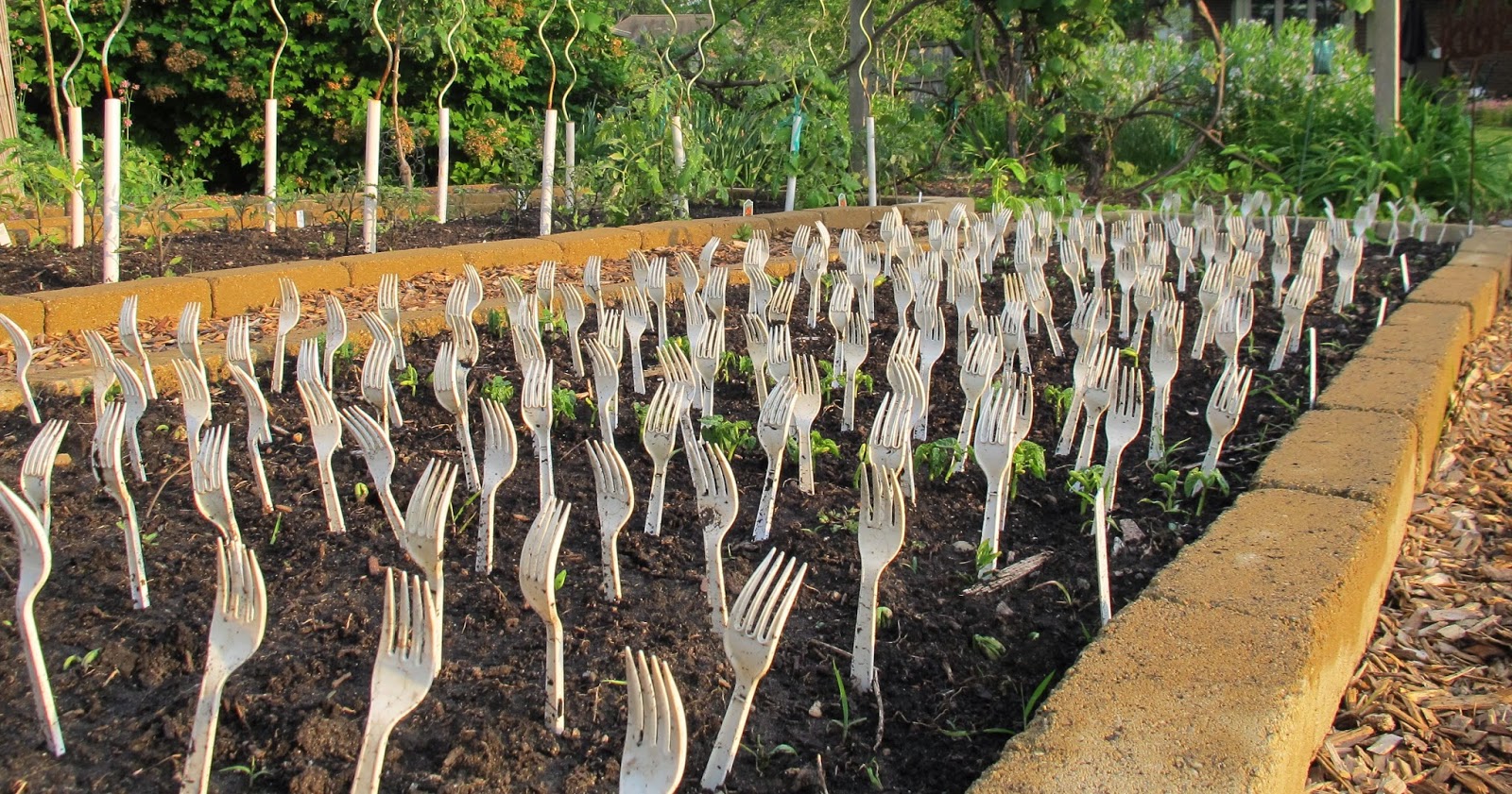 I Forked My Beans To Keep The Rabbits Away