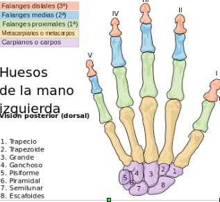 Si es posible dar a luz a la tromboflebitis de las venas profundas de las extremidades inferiores
