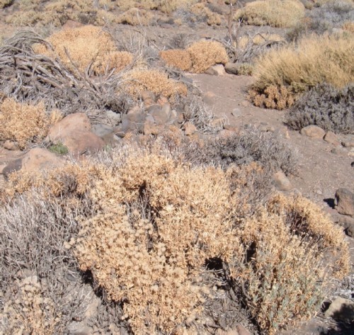 dying vegetation