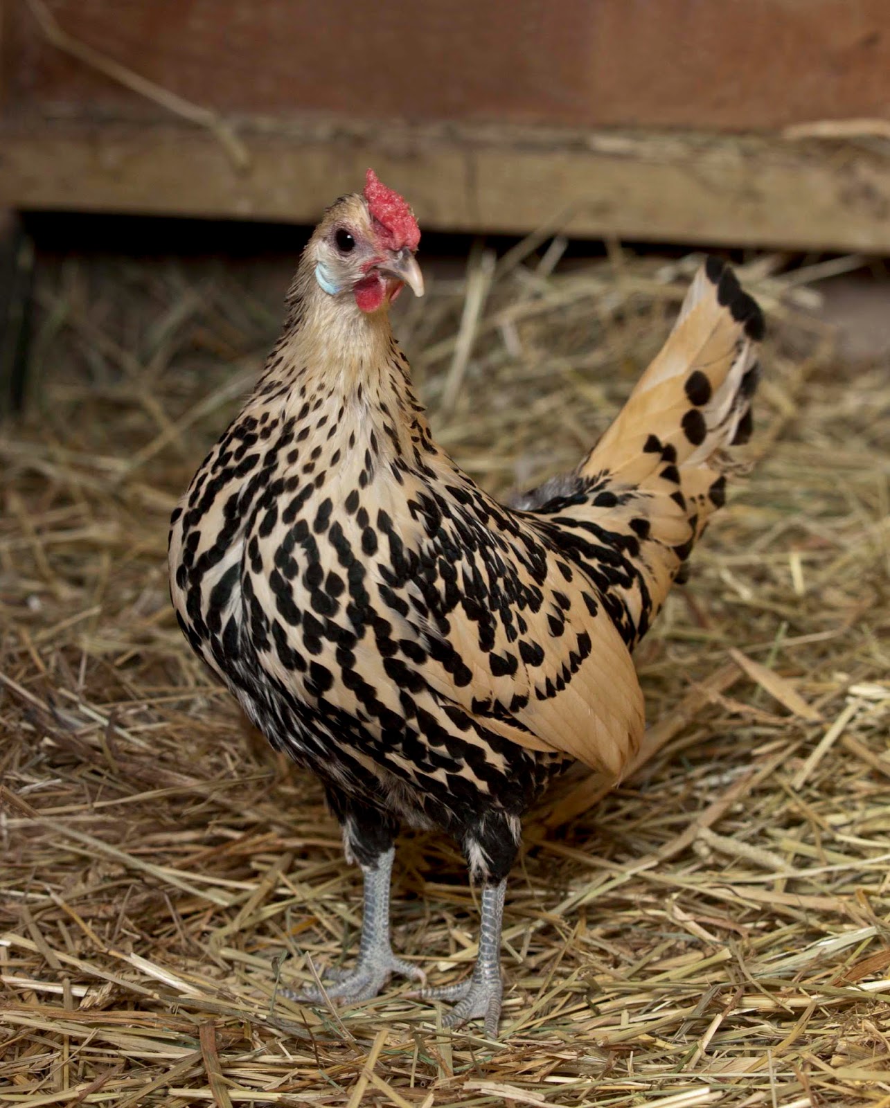 The Official Blog Exhibition Poultry