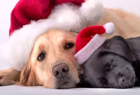 Christmas Puppies
