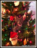 Russian Blue kitten in Christmas Tree