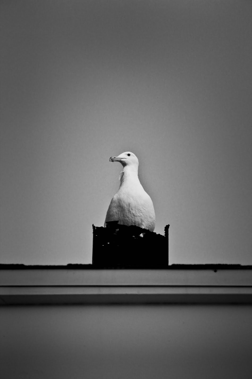 Danielle Renée Photography • Fine Art Photographer & Photojournalist