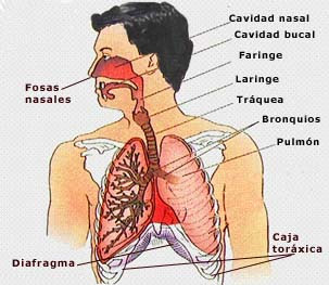 Funciones De Todos Los Organos Del Sistema Respiratorio