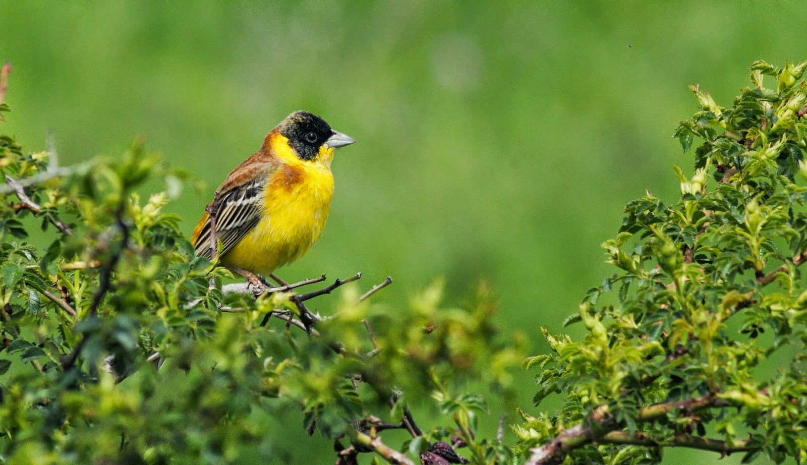 Black-headed Bunting, copyright Iordan Hristov Black-headed Bunting, copyright Iordan Hristov