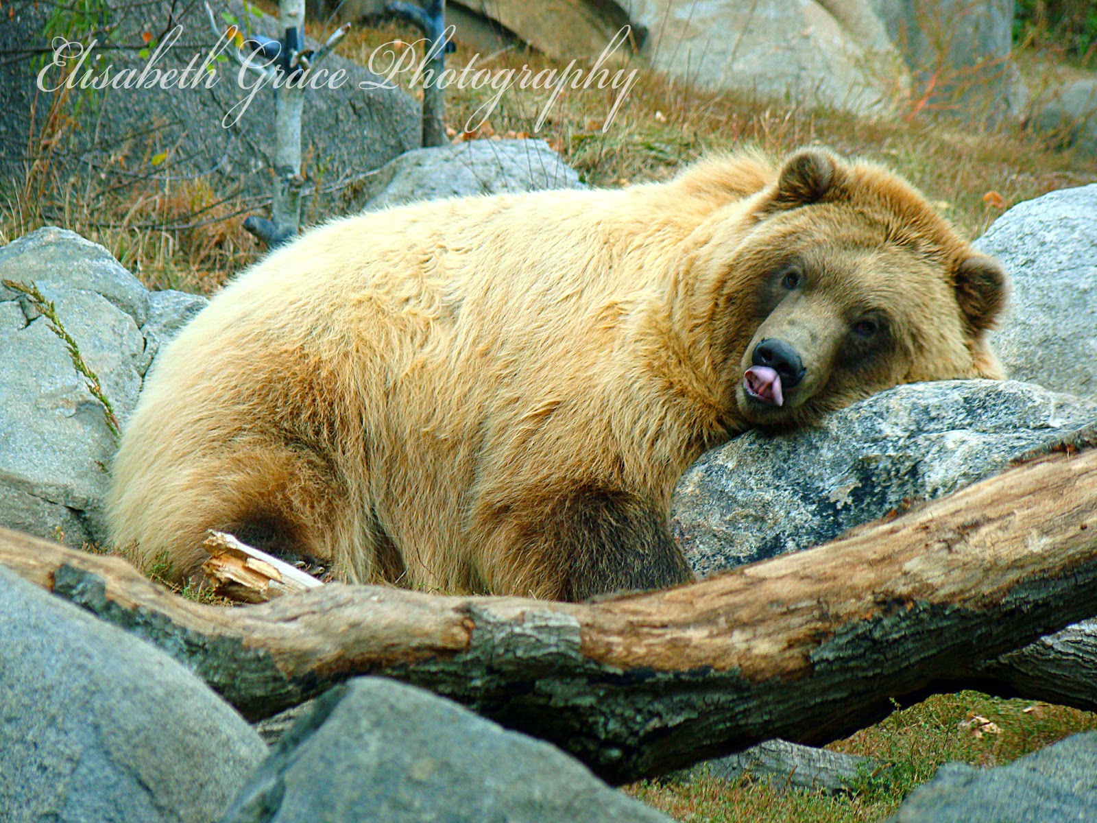 Elisabeth Grace Photography and Gallery Minneapolis Zoo Photoshoot