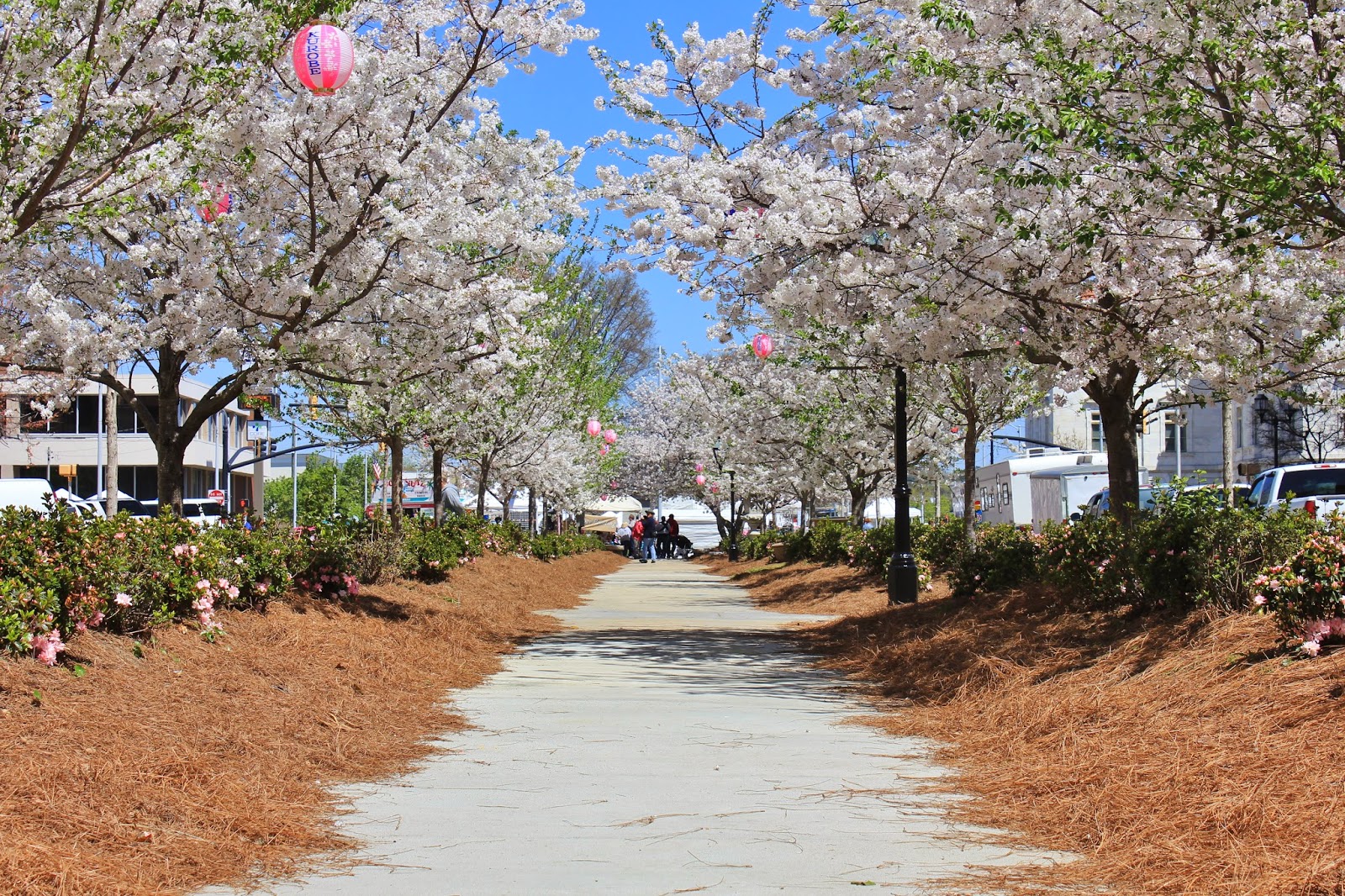 Where's Trevor Cherry Blossom Capital of the World Macon,