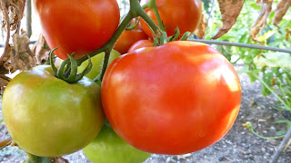 http://2.bp.blogspot.com/-YpZREUkPxaE/UDtx7d9Tl0I/AAAAAAAADvA/L6I0vDtJWww/s1600/P1000433.JPG