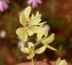 lemon scented sun orchids, near Perenjori Western australia