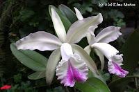 Cattleya Hibrido de Intermedia