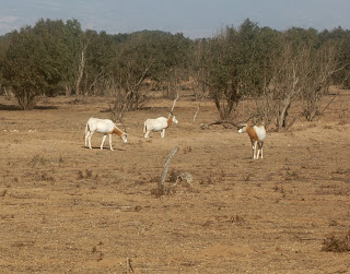 Nationaal Park Souss Massa - De oryxen worden ook wel spiesbokken genoemd, een antilopesoort die in het wild alleen voorkomt in Afrika en Arabië.