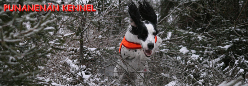 PUNANENÄN KENNEL