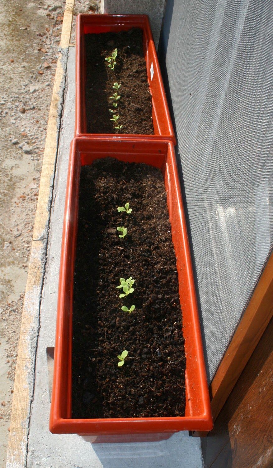 Lettuce growing well Lettuce growing well