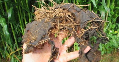 gardening worst mistake