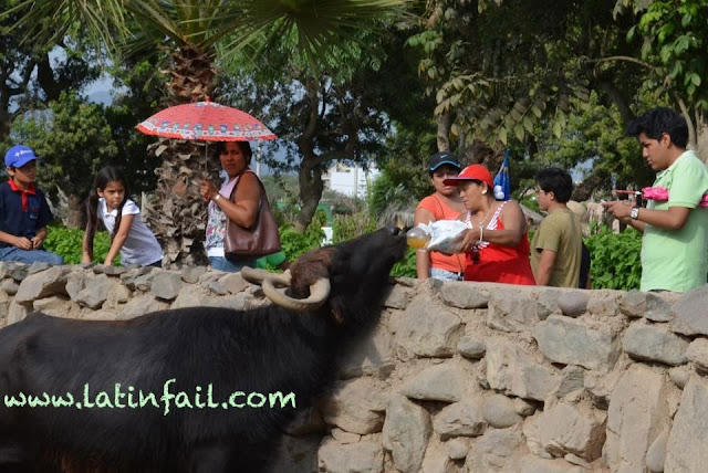Fotos del zoologico de Huachipa - No le de comida a los animales - Precaución en el zoologico - Tomando su aguita de coco - No es seguro