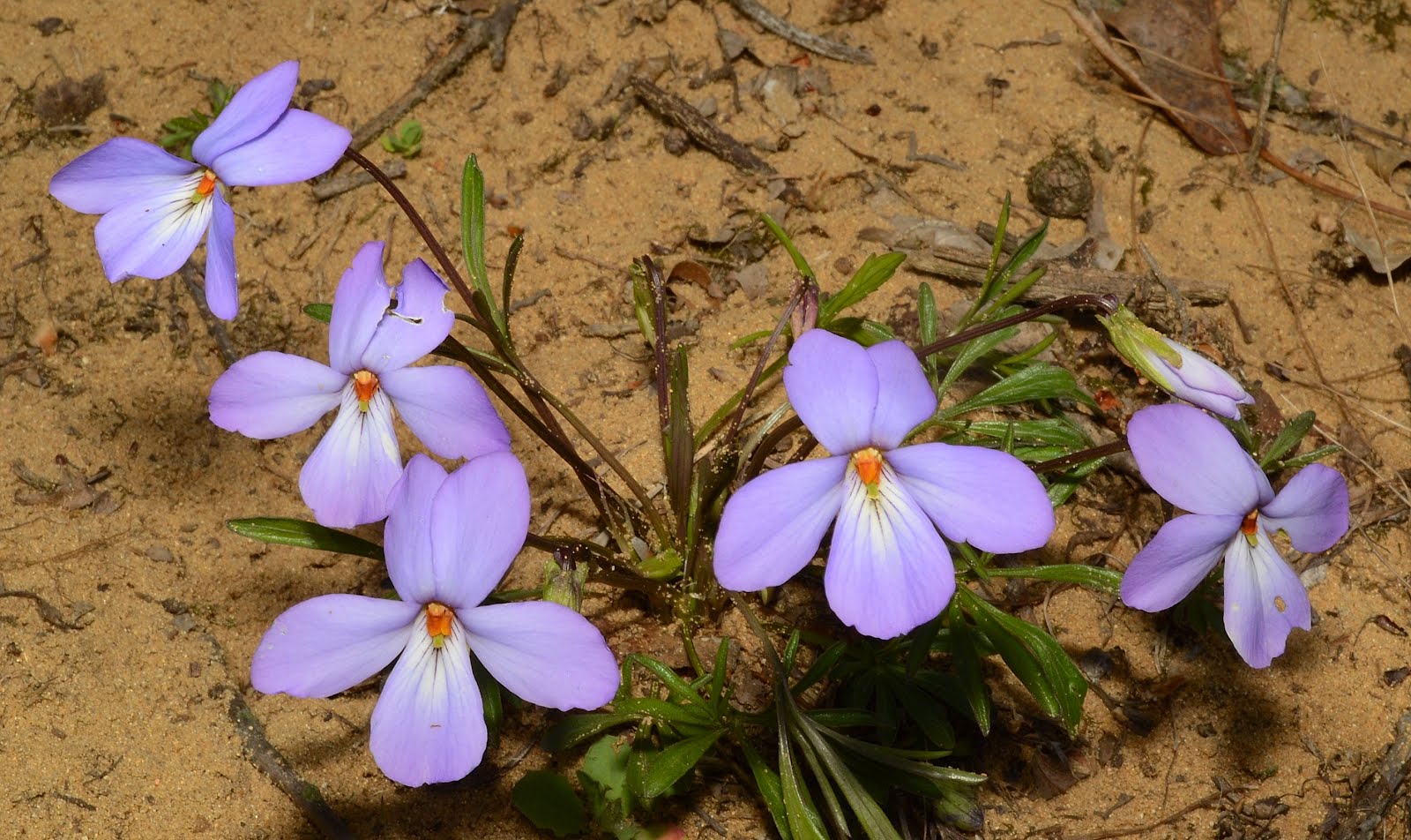birdfoot violet