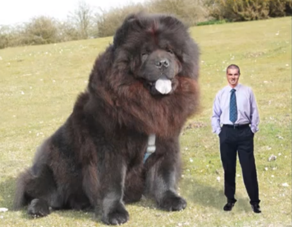 Humour Noir Le Chien Le Plus Grand Au Monde