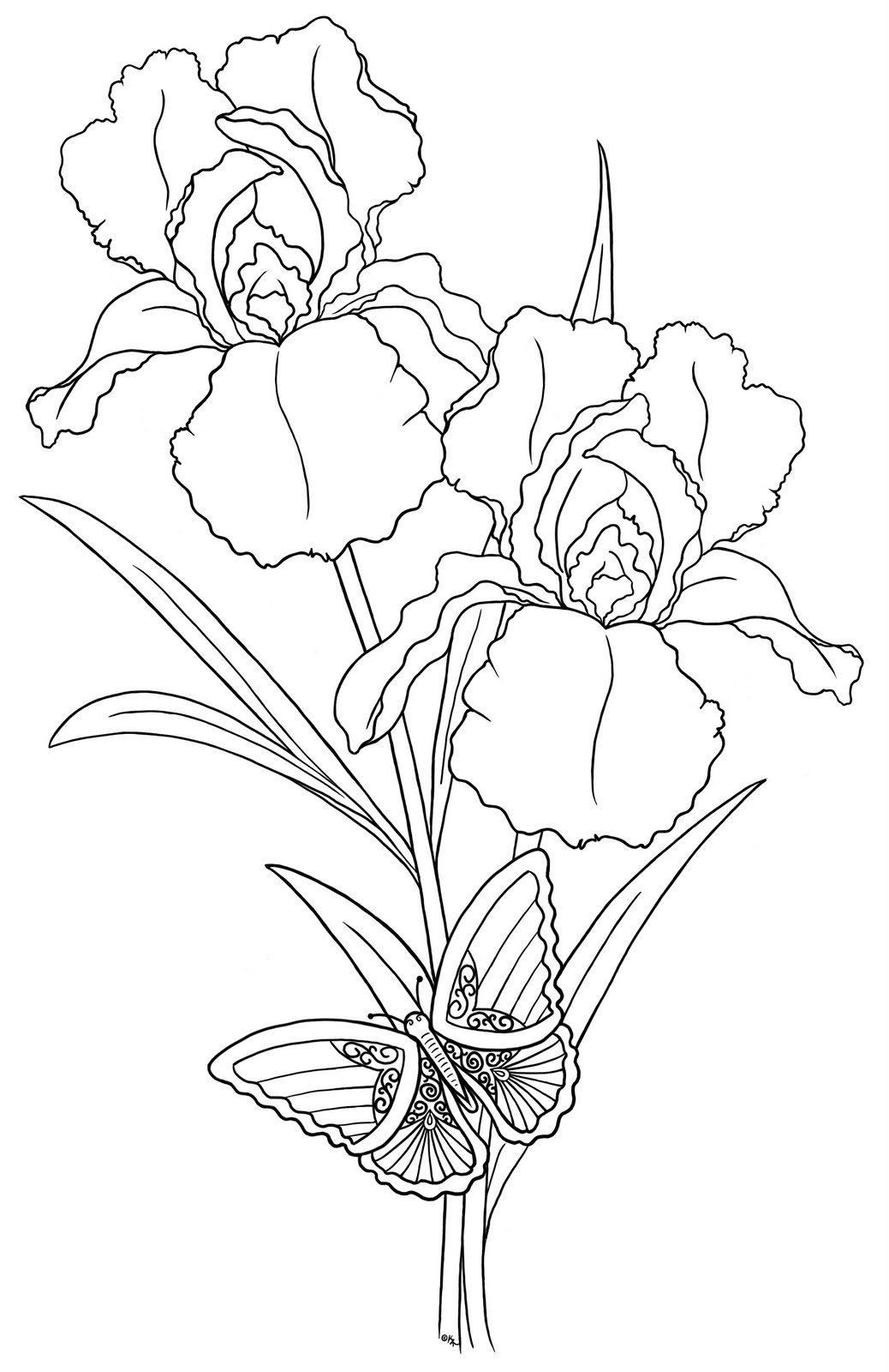 Line Drawing Of Iris Flower : Iris outline drawing gallery