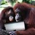 Οι ουρακοτάγκοι χρησιμοποιούν iPad - Orangutans Use Ipad