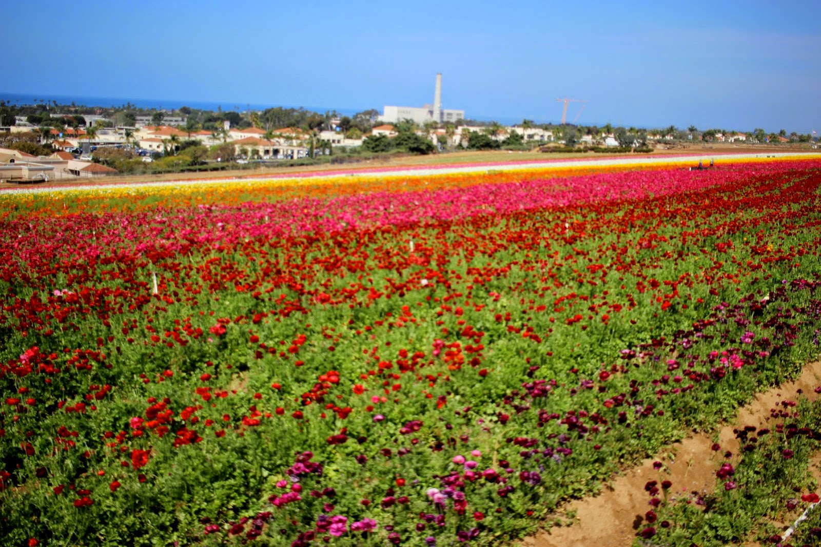 A Visit to the Flower Fields and the Carlsbad Premium Outlets Laura