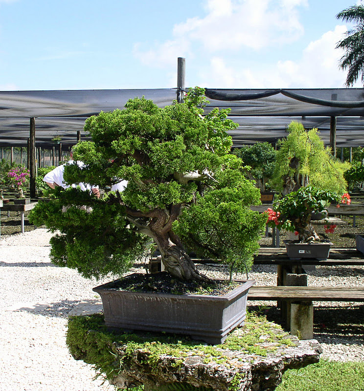Florida Flowers and Gardens The Bonsai Garden at Miami Tropical Bonsai