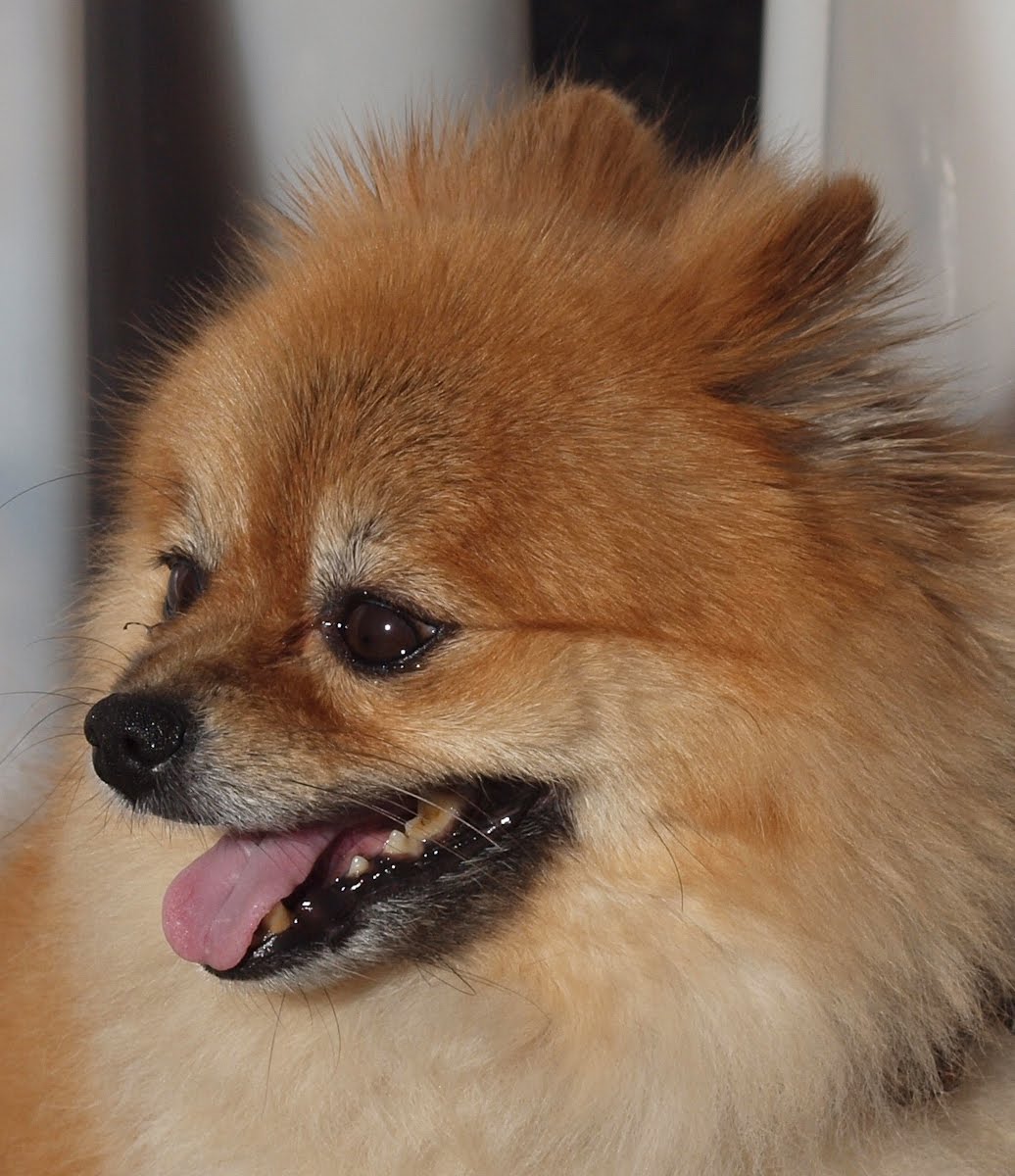 Red Fox Pomeranian