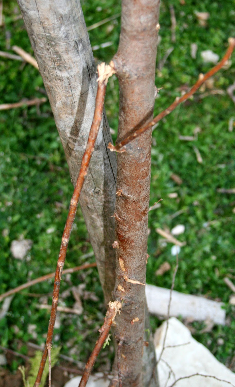Damaged trees :( Damaged trees :(